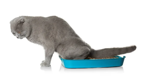 Cute grey cat — Stock Photo, Image