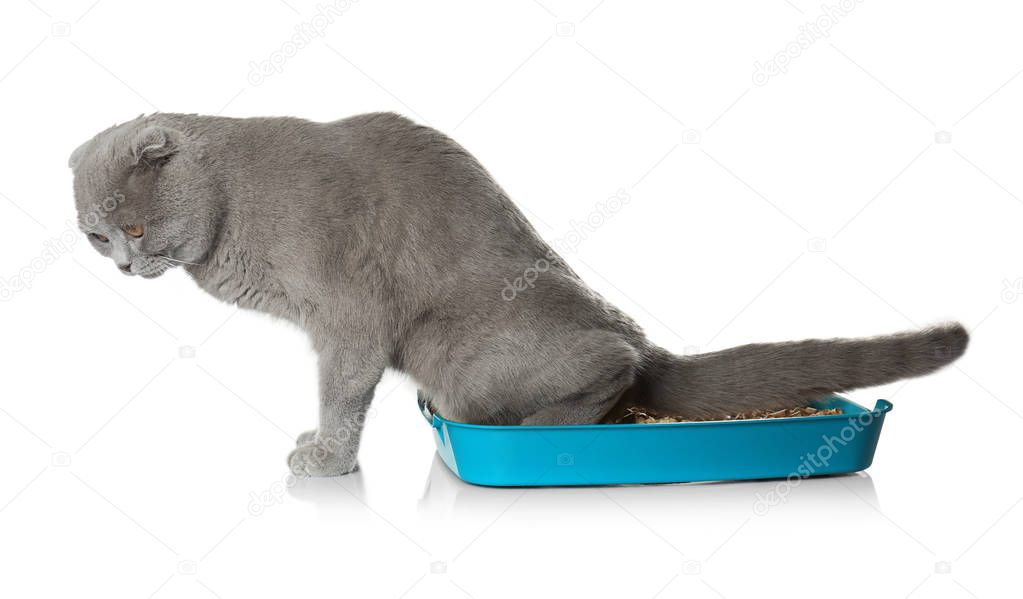 Cute grey cat