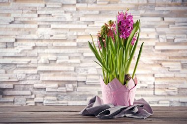 Tencerede güzel sümbül 