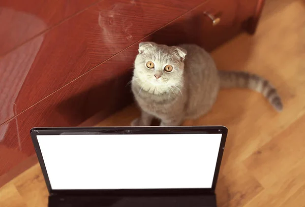 Кошка сидит на полу рядом с ноутбуком — стоковое фото