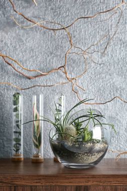 Succulents ve kaktüs ile Florarium