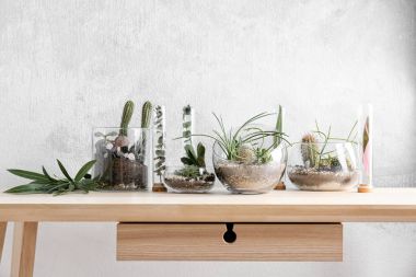 Cam vazo ile succulents Florarium