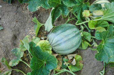 Kabak Bahçe yatağında