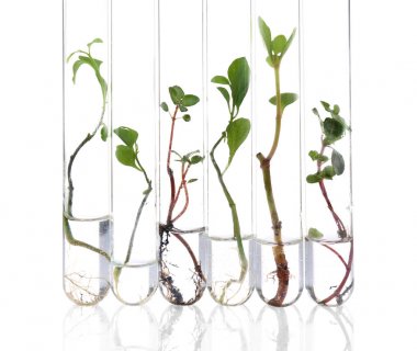 Plants in test tubes 