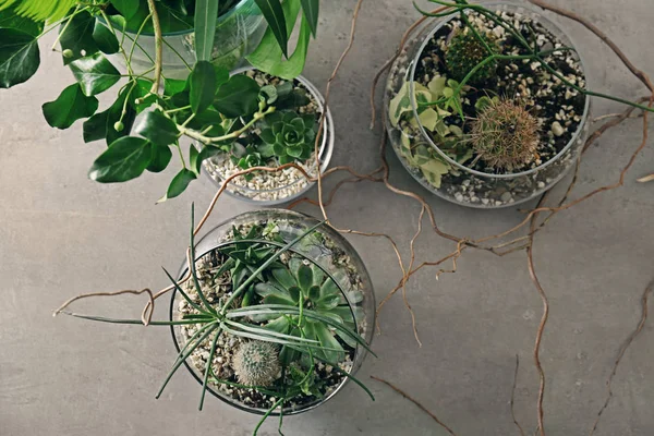 Florarium i glasvaser med suckulenter — Stockfoto