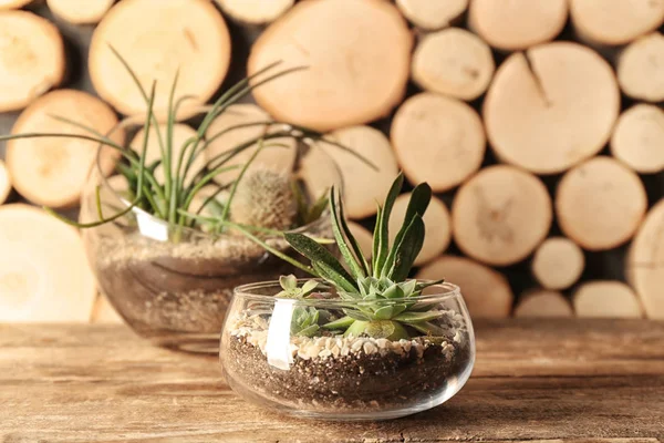 Glazen potten met vetplanten — Stockfoto