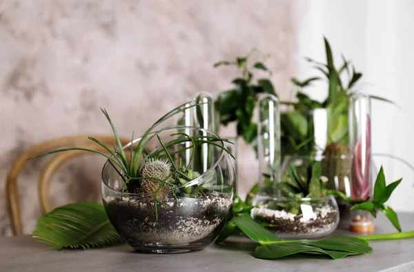 Florário em vasos de vidro com suculentas — Fotografia de Stock