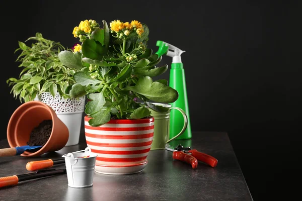 Belle piante sul tavolo — Foto Stock