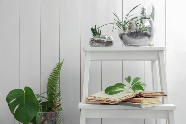 Succulents ve kaktüs ile Florarium — Stok fotoğraf