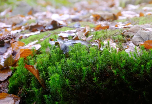 Mousse verte sur le sol — Photo