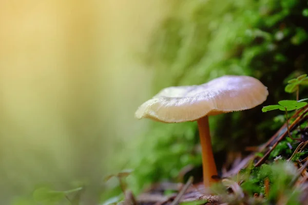 Non-edible mushroom in a forest — Stock Photo, Image