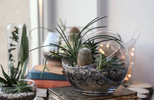 Mini jardín suculento en terrario de cristal — Foto de Stock