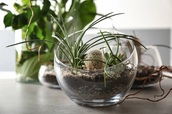 Florarium in glazen vazen met vetplanten — Stockfoto