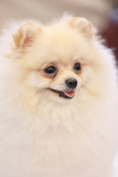 Retrato de lindo spitz esponjoso, vista de cerca — Foto de Stock