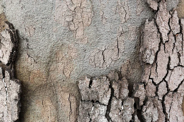 Corteza árbol fondo — Foto de Stock