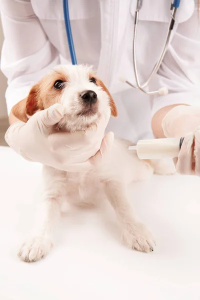 Κτηνίατρος δίνοντας ιατρική αστείο σκύλο — Φωτογραφία Αρχείου