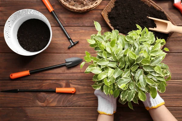 Female gardener planting plant — Stock Photo, Image