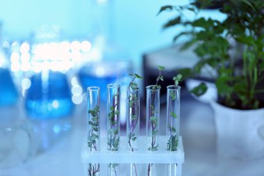Plants in test tubes 