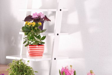 Tencere güzel bitki 