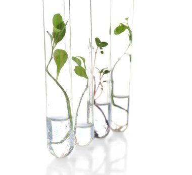 Plants in test tubes 