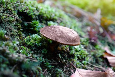 Bir ormandaki sigara-yenilebilir mantar