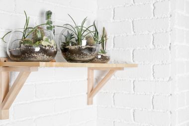 Cam vazo ile succulents Florarium