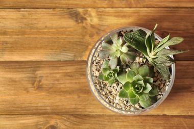 Cam Aranjman succulents bileşimi