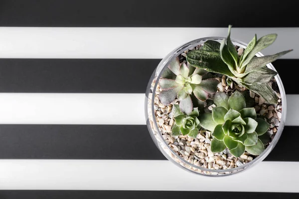 Florarium med suckulenter och cactus — Stockfoto