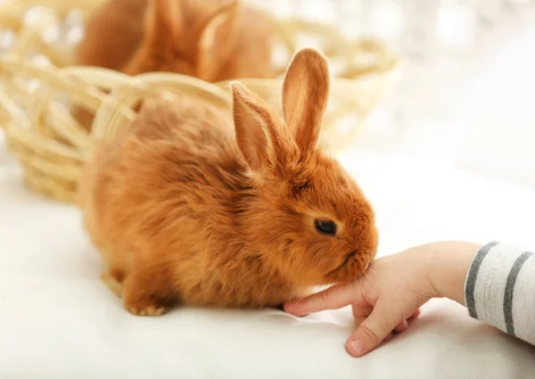 自宅でかわいいウサギと遊ぶ子供の手 — ストック写真