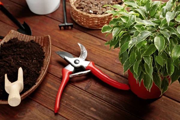 Plant and gardener equipment — Stock Photo, Image