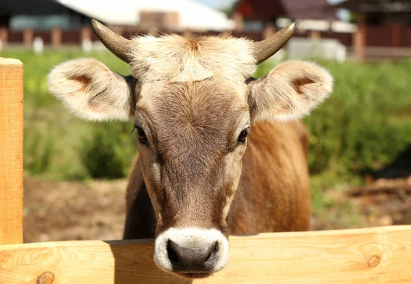 Vaca en granja lechera — Foto de Stock