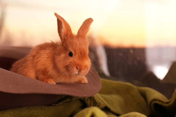 Cute funny rabbit