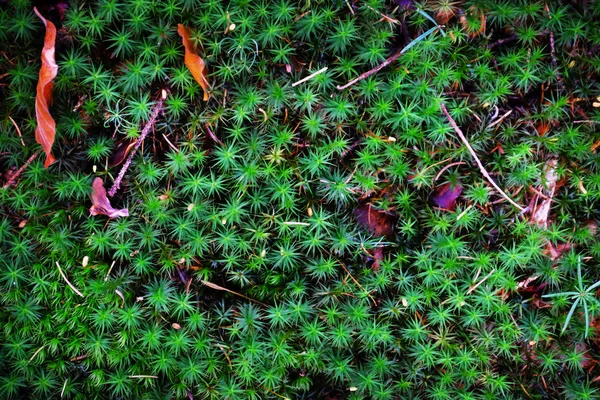 Zelený mech na zem v lese — Stock fotografie