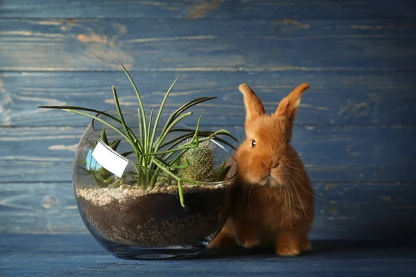 Кролик и стеклянная ваза с суккулентами — стоковое фото