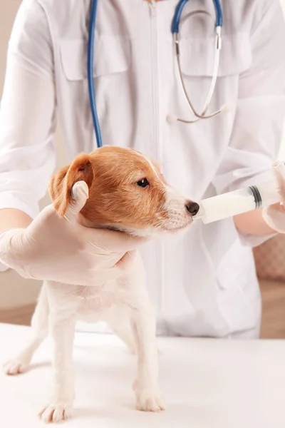 Tierarzt gibt lustigen Hund Medizin — Stockfoto