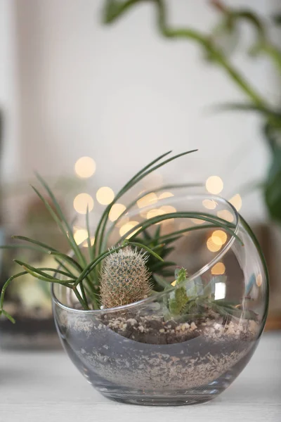 Міні соковитий сад у скляному тераріумі — стокове фото