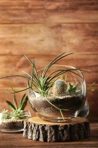 Glasgefäße mit Sukkulenten — Stockfoto