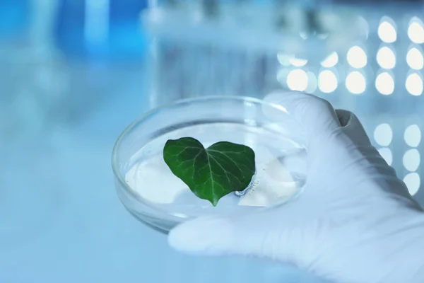 Female hand in glove holding Petri dish with plant leaf — Stock Photo, Image