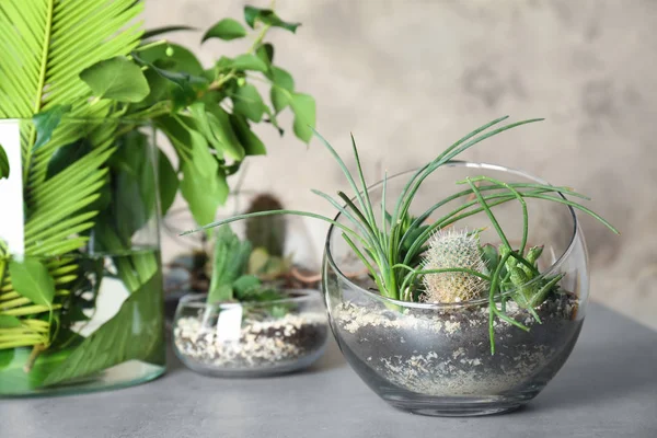 Florario in vasi di vetro con piante grasse — Foto Stock