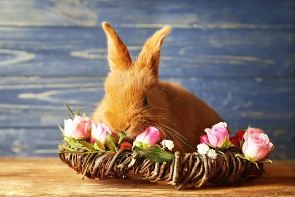 Piękne puszyste królik w ozdobny nest — Zdjęcie stockowe