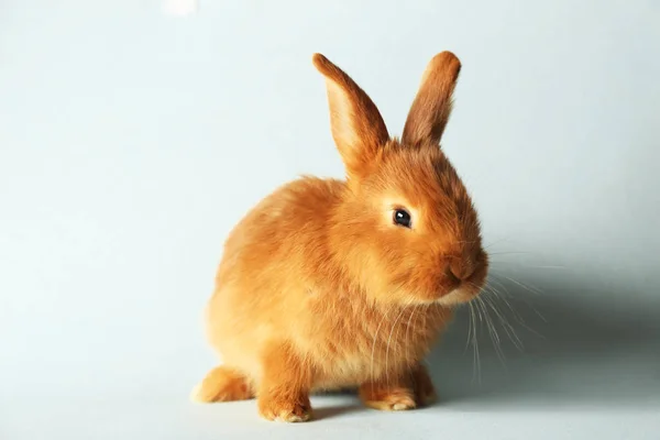 Милый пушистый кролик — стоковое фото