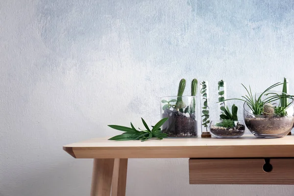Florarium in Glasvasen mit Sukkulenten — Stockfoto