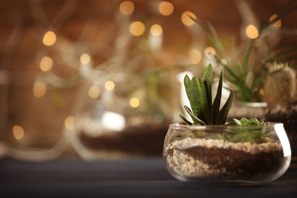 Florarium with succulents