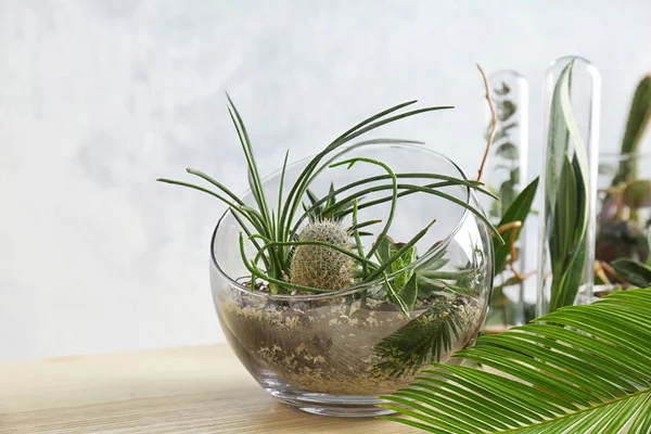 Florarium i glasvas med suckulenter — Stockfoto