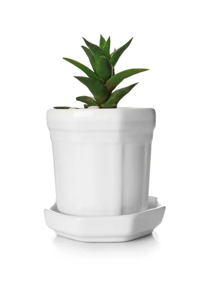 Houseplant in new pot — Stock Photo, Image