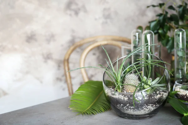 Florarium in glass vases with succulents — Stock Photo, Image