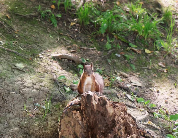 Ardilla pequeña en el bosque — Foto de Stock