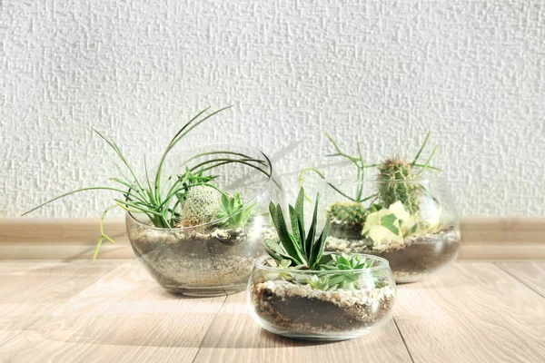 Jardins suculentos em vasos de vidro — Fotografia de Stock