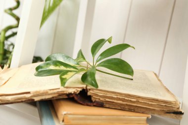 Book with scheffler leaf