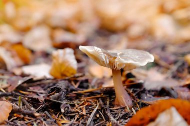 Bir ormandaki sigara-yenilebilir mantar